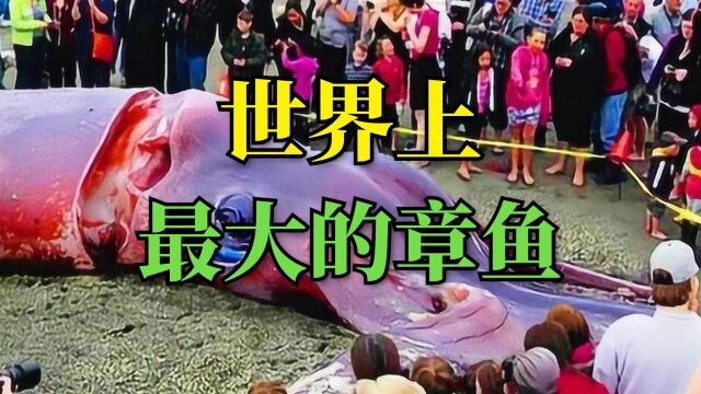 世界上最大的章鱼,重500多斤,连鲨鱼也会成为它的食物