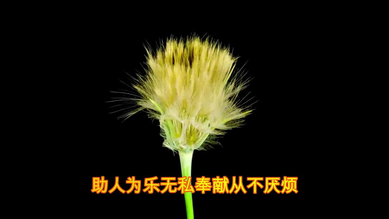 歌颂真善美歌曲《感恩遇见(中音范唱)》