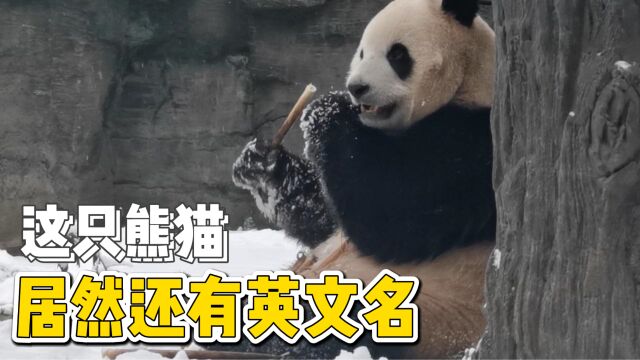 这只熊猫,居然还有自己的英文名字!