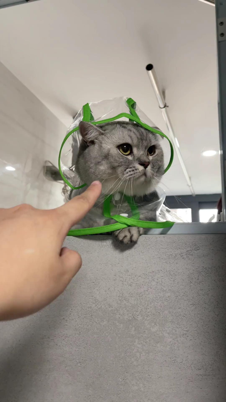 原来猫语翻译器真的可以实现人猫无障碍沟通_高清1080P在线观看平台_腾讯视频