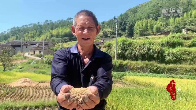 千城百县看中国|福建寿宁:秋日好“丰”景