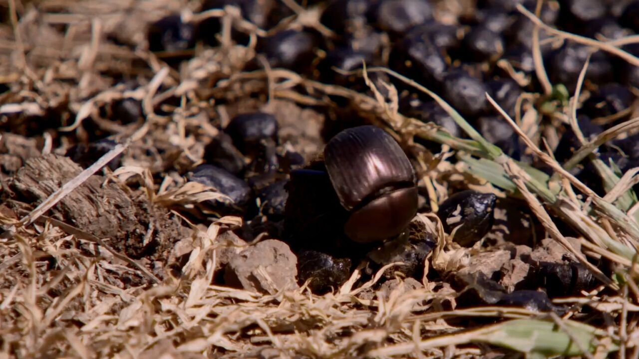 为抢一粪球两只蜣螂上演史诗争夺战!无粪不欢的滚球小能手!