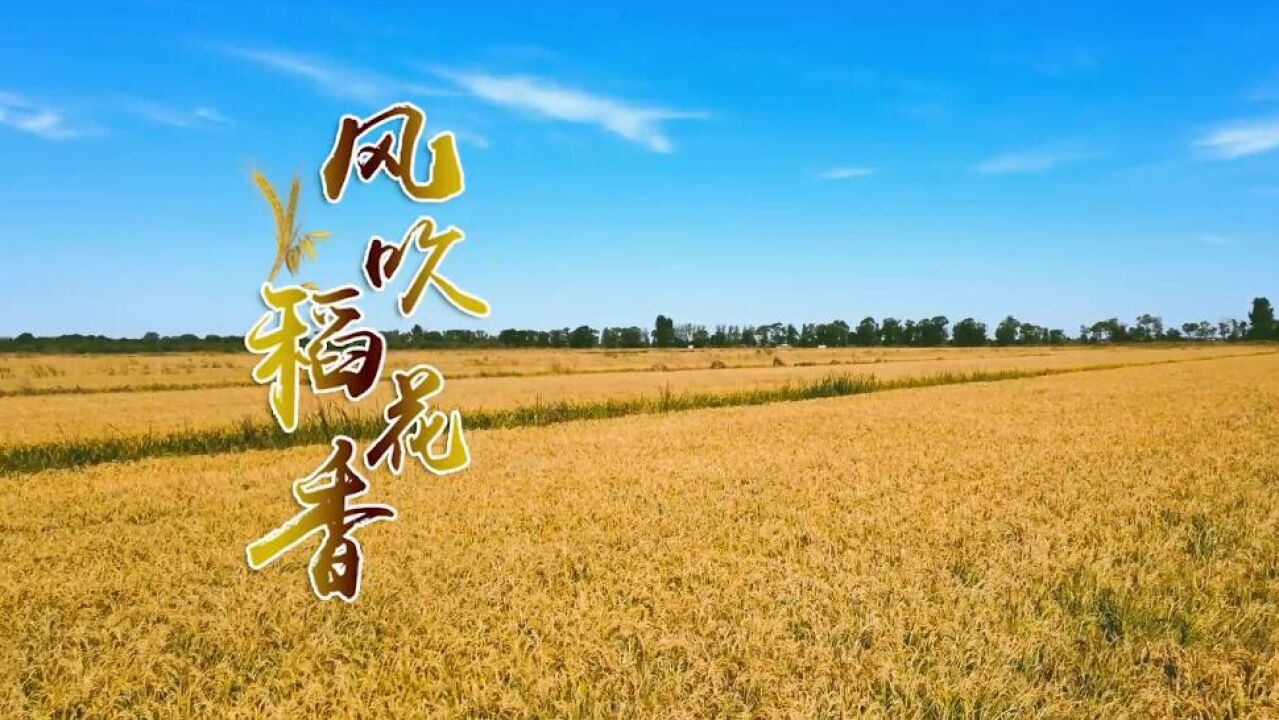 《风吹稻花香》--城头镇