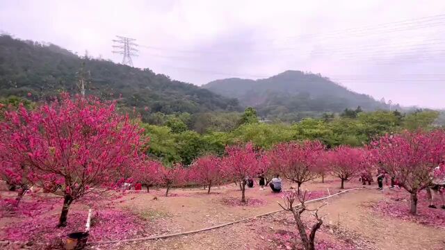 桃花!在南城!现在最好看!快来!