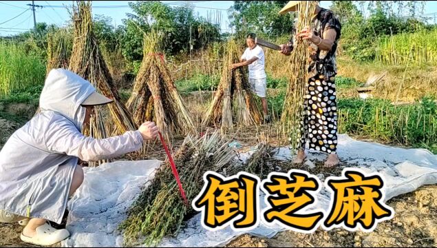 带大家看看江西农村是怎么收芝麻的?黑芝麻除了榨油还能怎么吃?