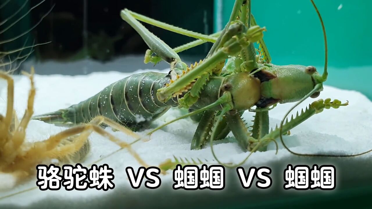 骆驼蜘蛛vs蝈蝈vs蝈蝈,巅峰对决淘汰赛