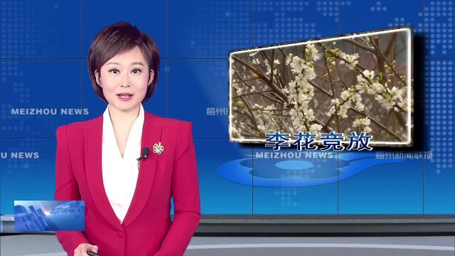 繁花胜雪天!300亩李花竞相绽放