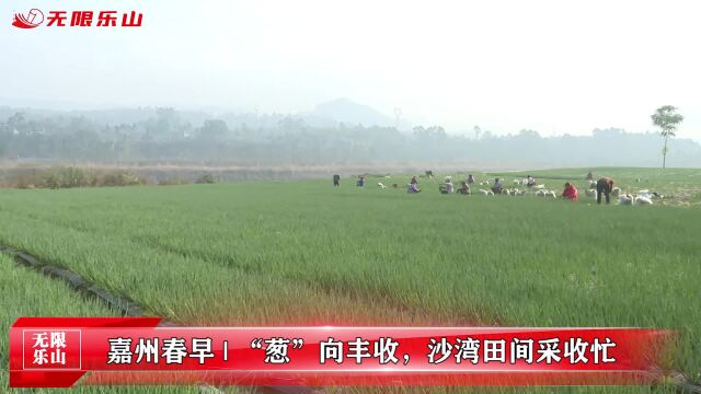 嘉州春早丨“葱”向丰收,沙湾田间采收忙