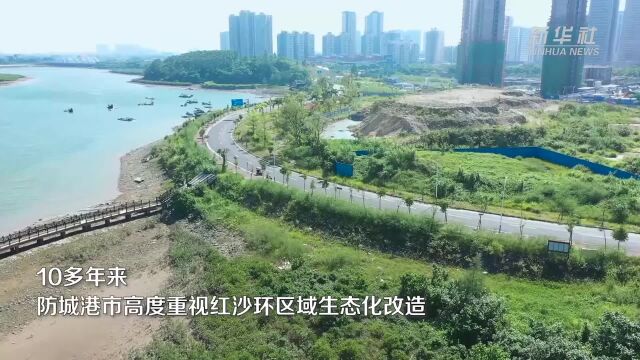 广西西湾红沙环海堤:生态与减灾协同增效