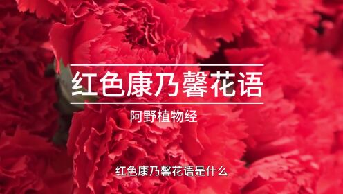 红色康乃馨的花语，你知道有哪些？