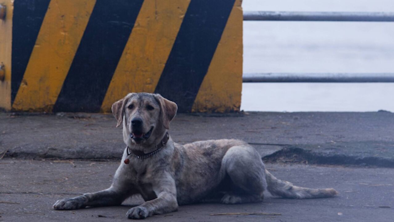 犬王流浪街头多年,受尽苦难,终其一生只为找到自己退役的主人_高清1080P在线观看平台_腾讯视频