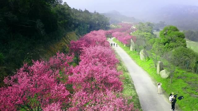 海沧鳌冠村长达一公里的樱花都开了,公交到鳌冠村下车,不用门票#春暖花开奔你而来 #盛开的樱花林下 #福建樱花打卡地