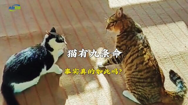 猫有九条命,事实真的如此吗?为了验证这个说法,国外一小伙做了一个试验,结果会是怎样的呢?