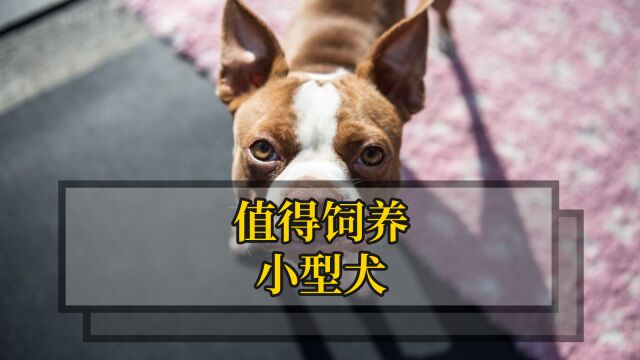 宝藏小型犬推荐,不比大型犬差