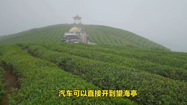 宁波最大的粉黛花海,中秋国庆网红地,告诉你最美线路