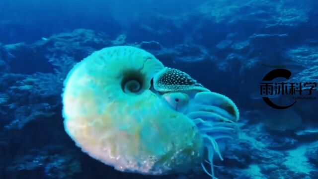 盘点地球现存几种活化石生物,超出你的想象!⠀