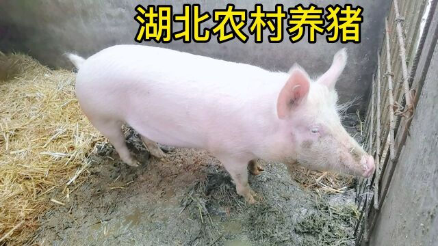 湖北十堰农村传统养猪,难怪土猪肉好吃还特别受欢迎喝着屏幕喜欢