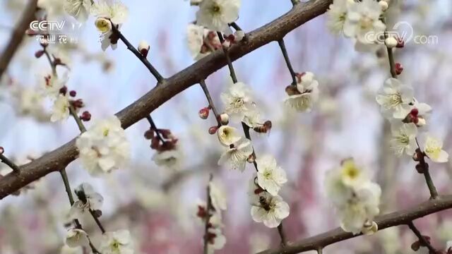 花海美如画!央视报道孝感这处“梅”景