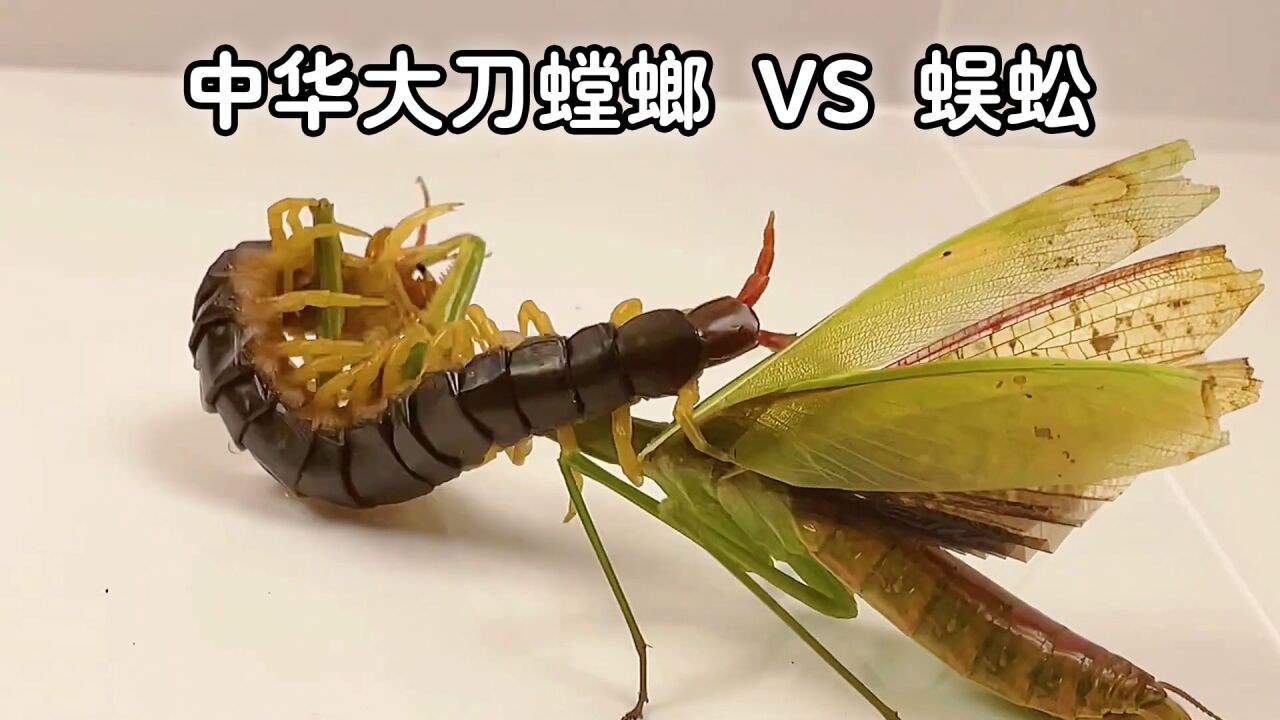 中华大刀螂vs勇斧螳螂图片
