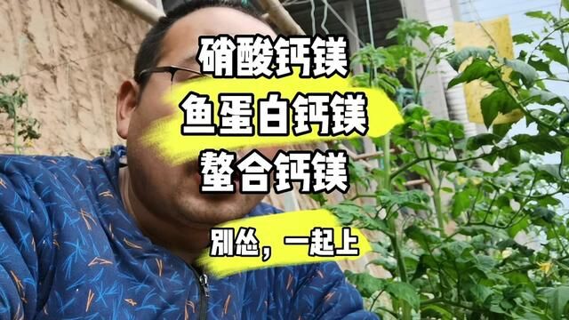 验证,硝酸钙镁,螯合钙镁,鱼蛋白钙镁,对西红柿缺镁黄化的改善,及其对果实膨大着色等品质和产量的影响#钙肥 #中微量元素 #三农