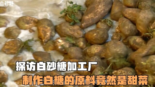 探访白砂糖工厂,制作白糖的原料竟然是甜菜