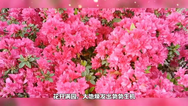 花开满园 生机勃勃