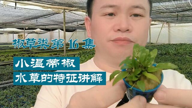 水草百科:小温蒂椒水草的特征讲解