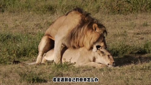 动物交配六亲不认，流浪雄狮长大后，若是遇到自己的母亲怎么办？