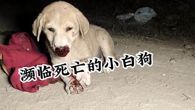 濒临死亡的小白狗,横躺在马路中央,辛苦小伙及时救走