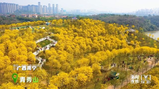 黄花风铃木温暖盛放!这漫山的黄,惊艳了春天!