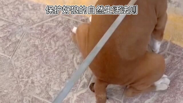 保护好“狼”的生态法则