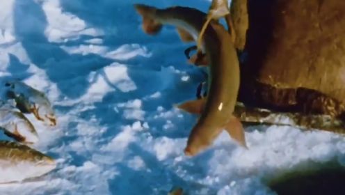 21.因纽特人秋季冰钓，只用鱼叉和小石子，就能钓上来十几斤重的大鱼
