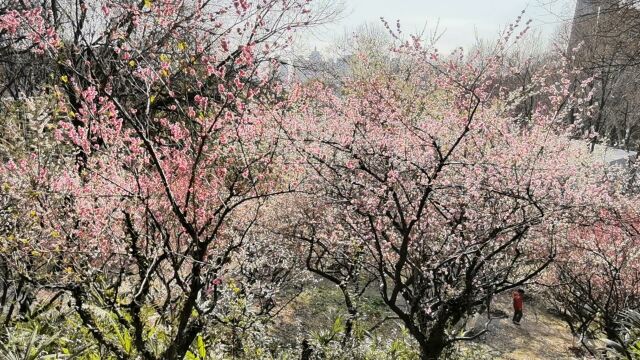 戏梅南京古林公园梅花谷