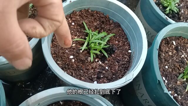 养花卉绿植浇水很关键,如何把盆土浇透?可以参考2种方法