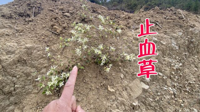 路边发现一颗“止血草”,它的作用可真不少,很多人不认识