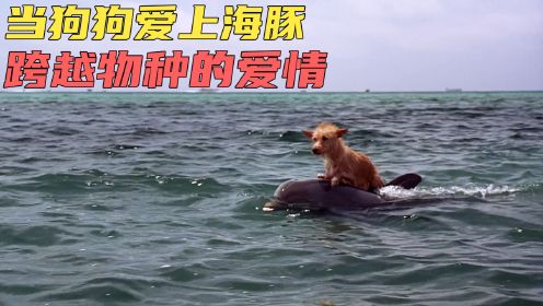 《心有灵犀》狗狗跌入海里被鲨鱼盯上，一只海豚挺身而出救了它