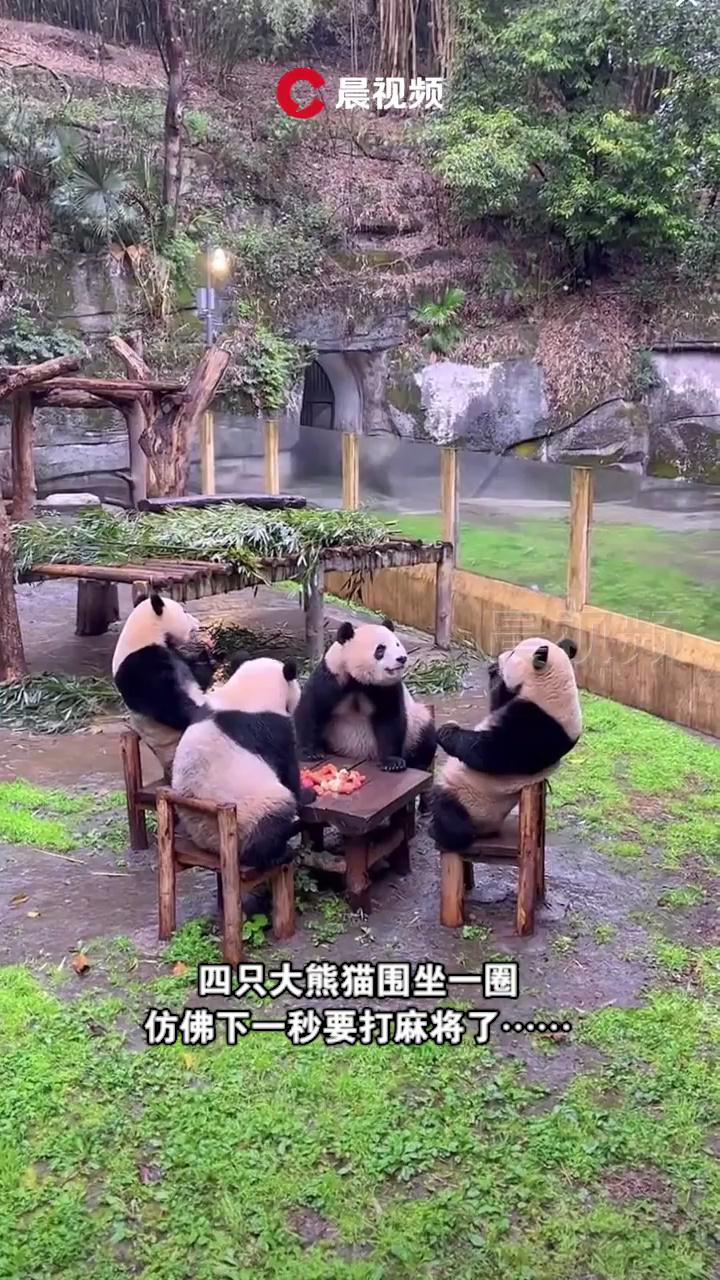 太萌了!四只大熊猫凑一桌像在打麻将