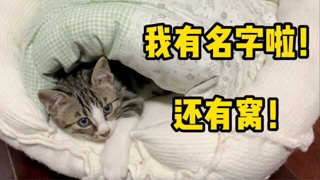 给捡来的猫取了个他不能拒绝的名字