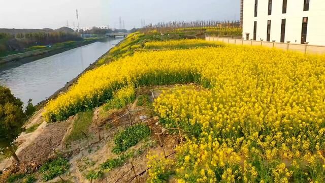 嘉定安亭镇附近的油菜花开了,美景配被污染的河道有点尴尬#上海 #嘉定 #安亭 #航拍