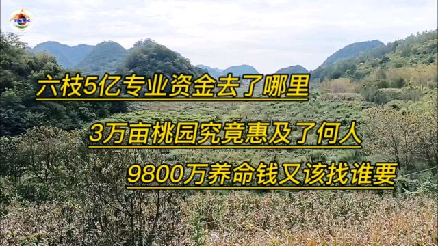 六枝5亿专项资金去了哪里,3万亩桃园惠及了何人,9800万养命钱该问谁要?