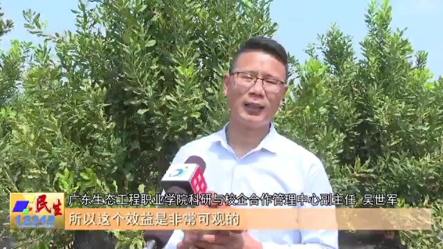 阳江这个基地立体种植有“套路” 开辟绿色“吸金路”