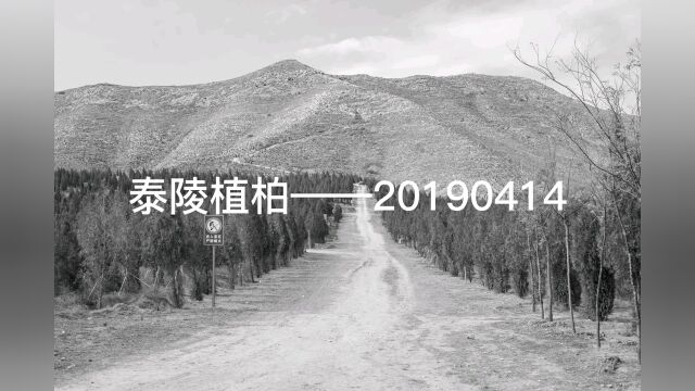 泰陵植柏——2019年