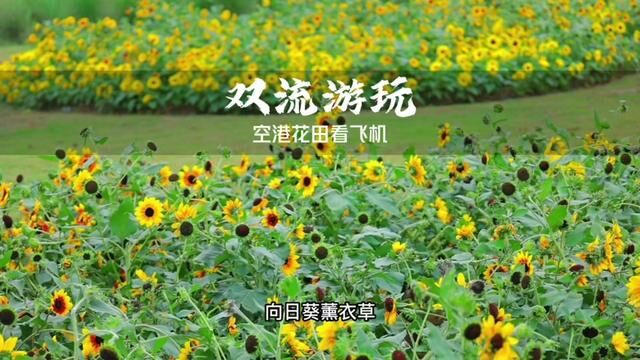 马上又到了春暖花开的季节,先来一波预告#空港花田 #双流机场 #双流机场网红地 #成都踏春好去处