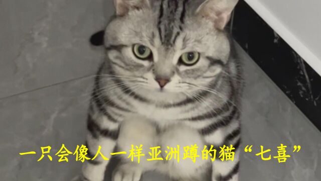 一只会亚洲蹲的小猫咪七喜