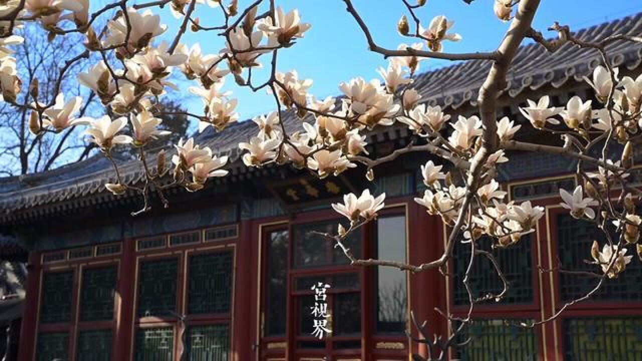 北京市,颐和园的玉兰花盛开