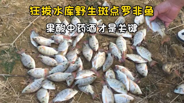 狂拔水库野生斑点罗非鱼:淡水鲷鱼斑点非,果酸中药酒才是关键!