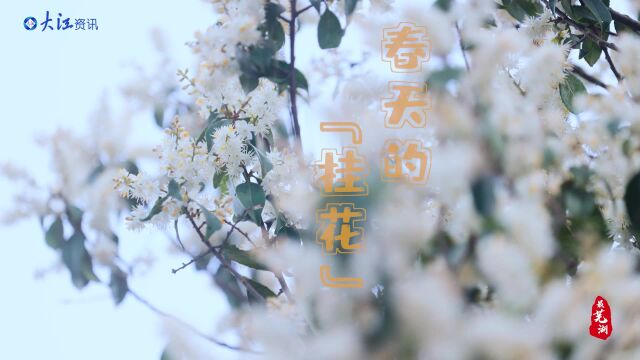 春天的“桂花”,你见过吗