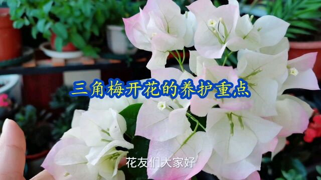 三角梅花开不断的养护技巧