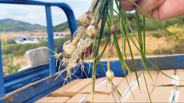 沈阳东南大山果园里宝贝多,采摘苹果和地瓜,野菜随便挖那叫过瘾 #来自大山里的美味[话题]# #收获的季节