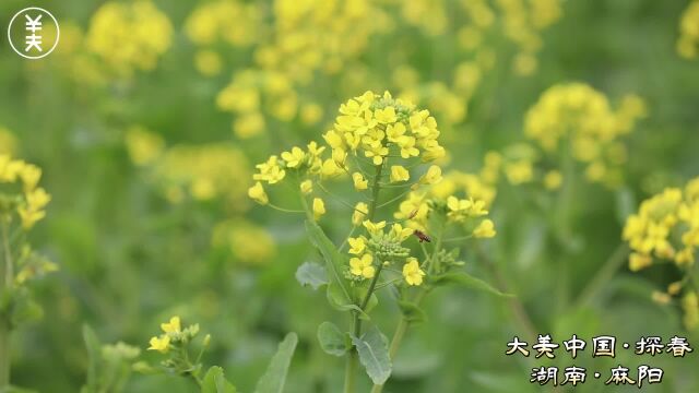 4月3日湖南麻阳